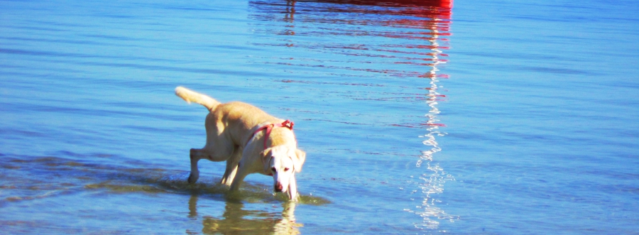 Florida Dreamvacation