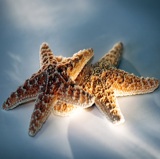 Starfish